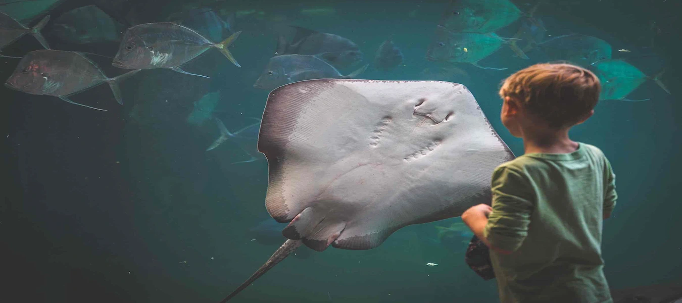 Child watching a stingray and fish through an aquarium window