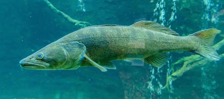 Large fish with dark vertical stripes swimming in an aquarium