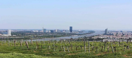 Vineyards overlooking Vienna’s skyline and the Danube River