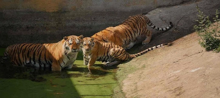 Tigers in a shallow pool at Schönbrunn Zoo in Vienna