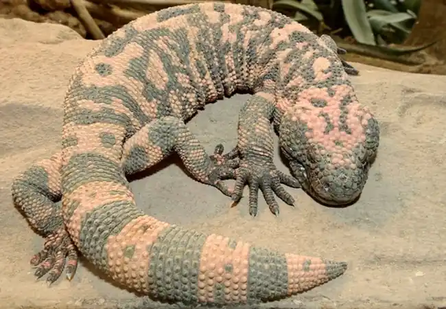 Desert House Schonbrunn Palace