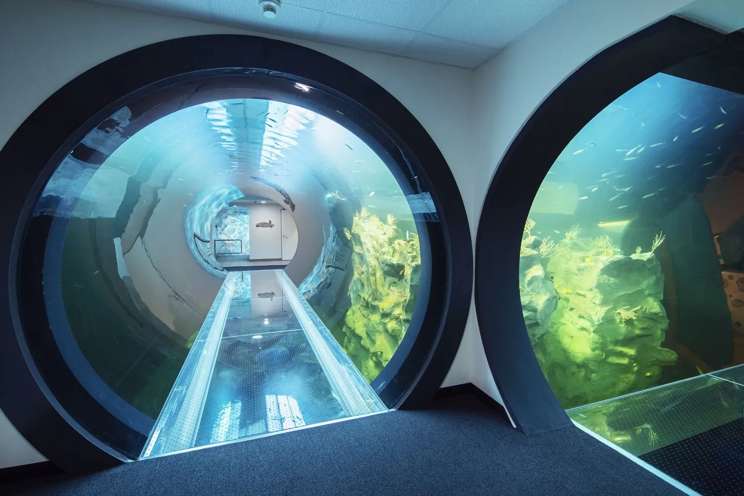 Haus Des Meeres Vienna: Aquarium, Zoo And Rooftop Restaurant Guide