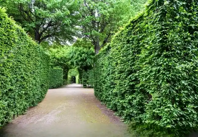 Maze Labyrinth Schonbrunn