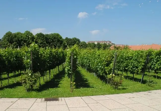 Orangery Garden Schonbrunn