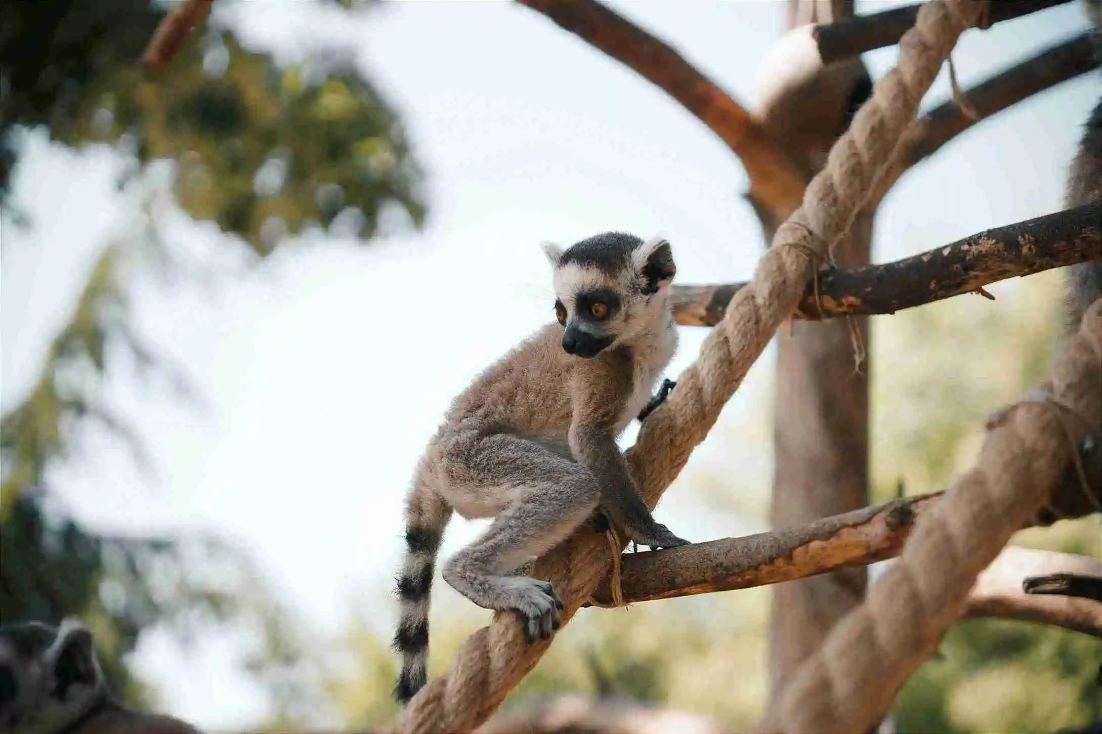 Plan Your Visit To Schönbrunn Zoo In Vienna
