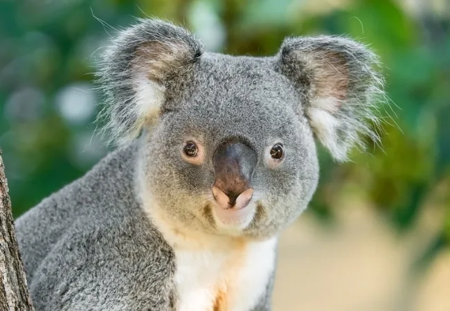 Schonbrunn Zoo Vienna