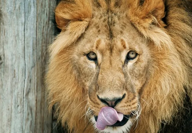 Schonbrunn Zoo Vienna