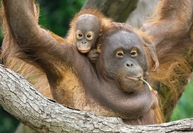 Schonbrunn Zoo Vienna